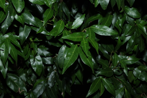 Arytera distylis, photograph 5