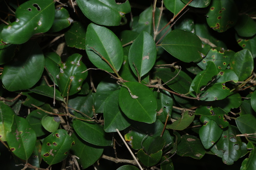 rib-fruited malletwood (Rhodamnia dumicola)