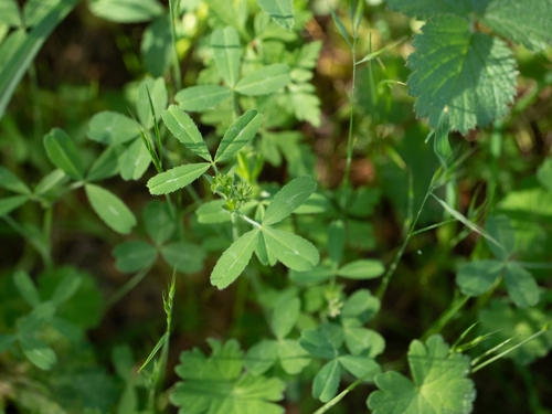 Notchleaf Clover (Trifolium bifidum)