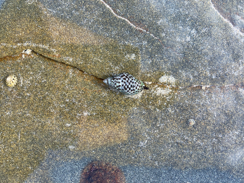 Cominella lineolata