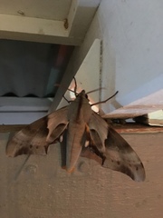 Coequosa australasiae