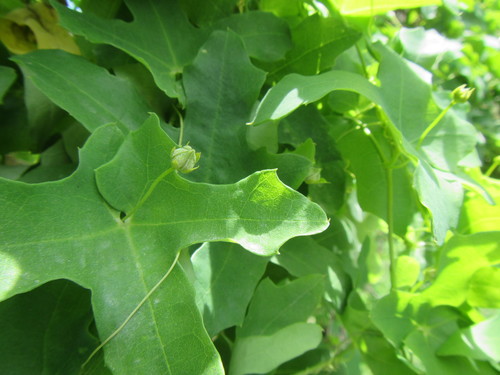 Image of Fivelobe Bushpumpkin by (c) douglaseustonbrown, some rights reserved (CC BY-SA)