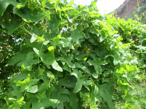 Image of Fivelobe Bushpumpkin by (c) douglaseustonbrown, some rights reserved (CC BY-SA)