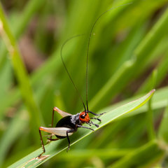 Trigonidium erythrocephalum