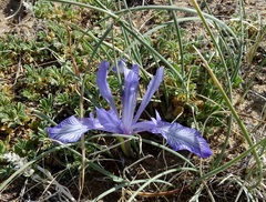 Iris tenuifolia