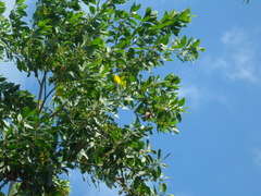 Pteropus seychellensis comorensis