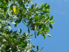 Pteropus seychellensis comorensis