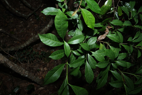 Banana Bush (Tabernaemontana pandacaqui)