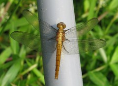 Orthetrum testaceum