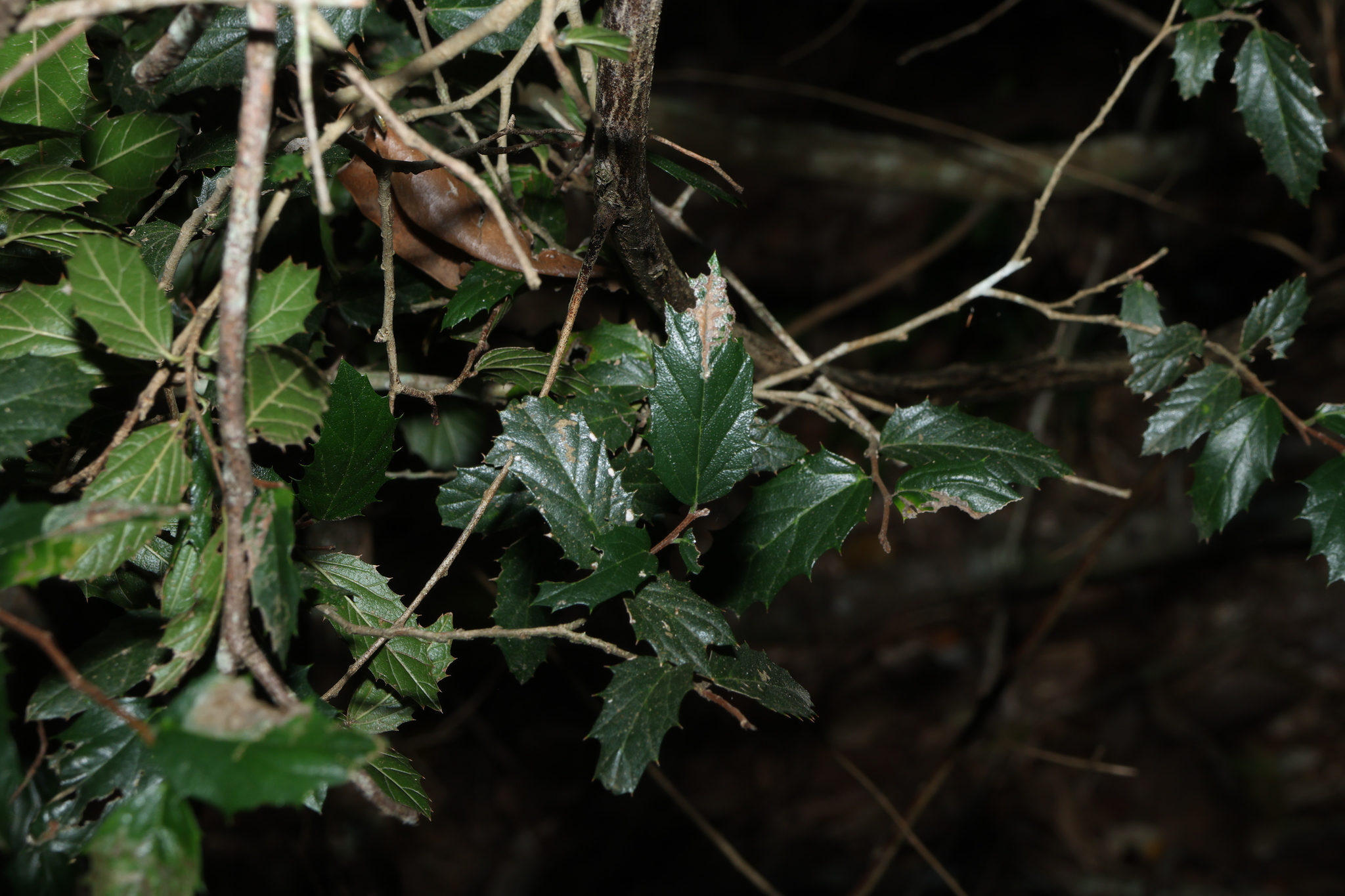 Axe Handle Wood (Aphananthe philippinensis)