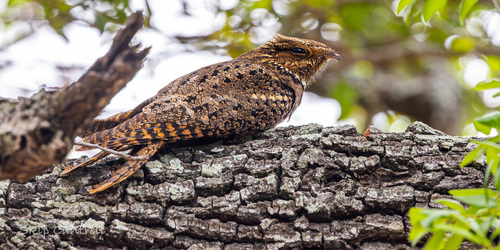 Chuck-will's-widow (Antrostomus carolinensis), photo 8