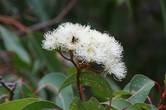 Corymbia calophylla