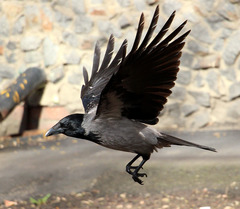 Hooded Crow photo 6