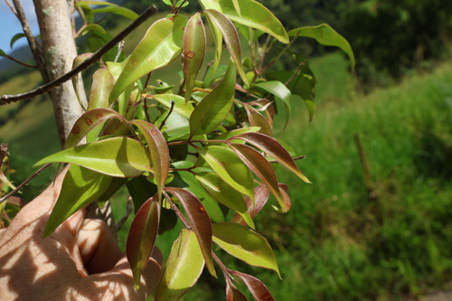 brown myrtle (Decaspermum humile)
