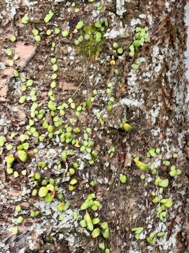 Leather-leaf fern (Pyrrosia eleagnifolia)