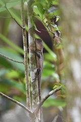 Lophosaurus spinipes