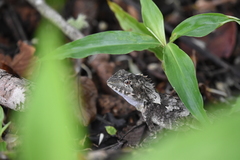 Lophosaurus spinipes