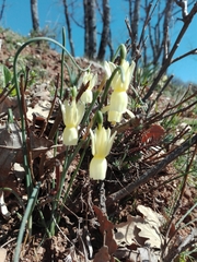 Narcissus triandrus pallidulus