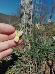 Narcissus triandrus pallidulus