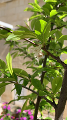 Prunus salicina