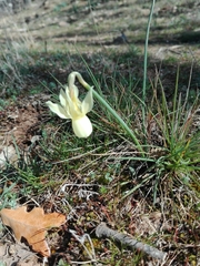 Narcissus triandrus pallidulus