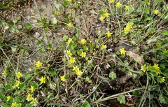 Halerpestes sarmentosa