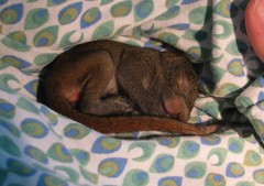 Callosciurus caniceps