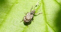 Polydrusus tereticollis