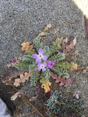 Matthiola sinuata