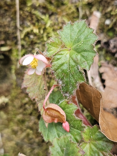 Begonia wallichiana, photograph 4