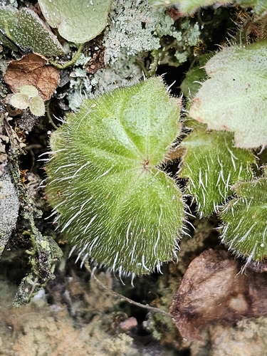 Begonia wallichiana, photograph 5