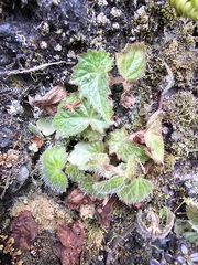 Begonia wallichiana, photograph (c) Liliana Ramírez-Freire, some rights reserved (CC BY)
