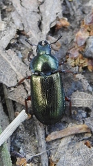 Platycerus caraboides
