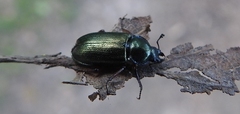 Platycerus caraboides