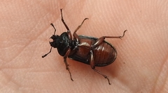 Platycerus caraboides