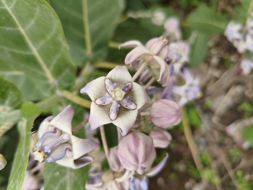 crown flower
