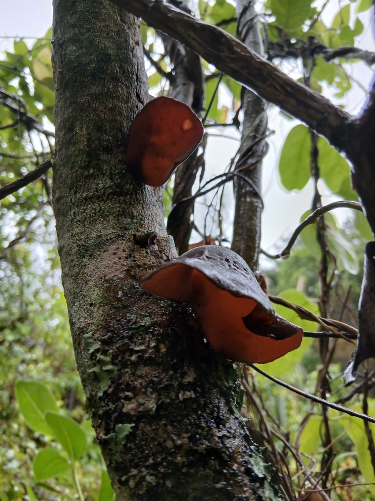 Auricularia cornea · April 2026 · photo: © mphnz (iNaturalist, cc0)