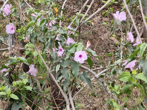 Bush Morning Glory