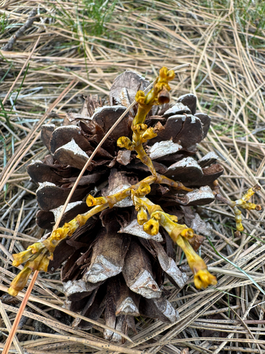 Western Dwarf-Mistletoe (Arceuthobium campylopodum)