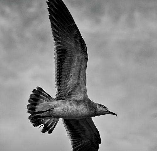 Laughing Gull photographed in Florida