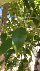 Citrus deliciosa