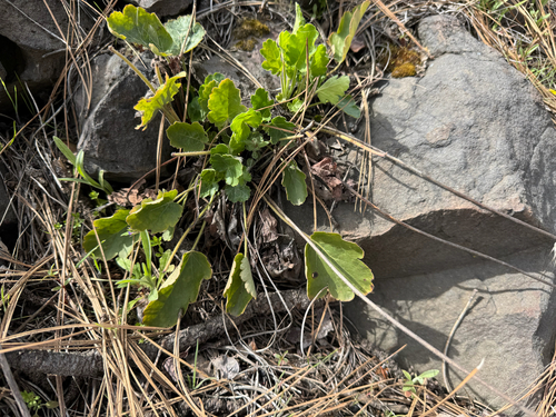 roundleaf alumroot (Heuchera cylindrica)
