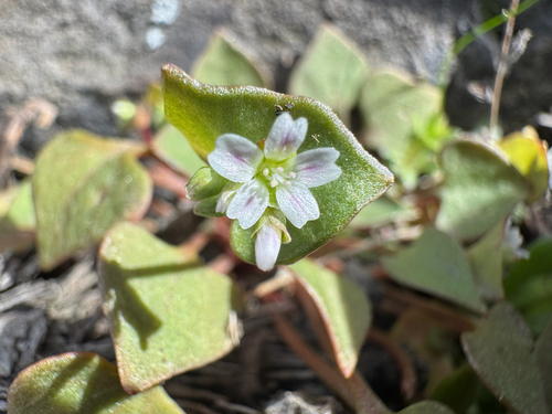 Redstem Springbeauty (Claytonia rubra)