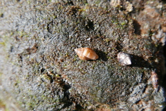 Columbella
