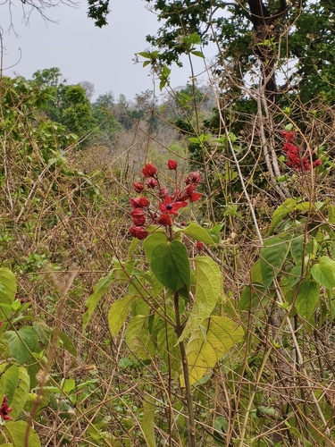 Hill glorybower