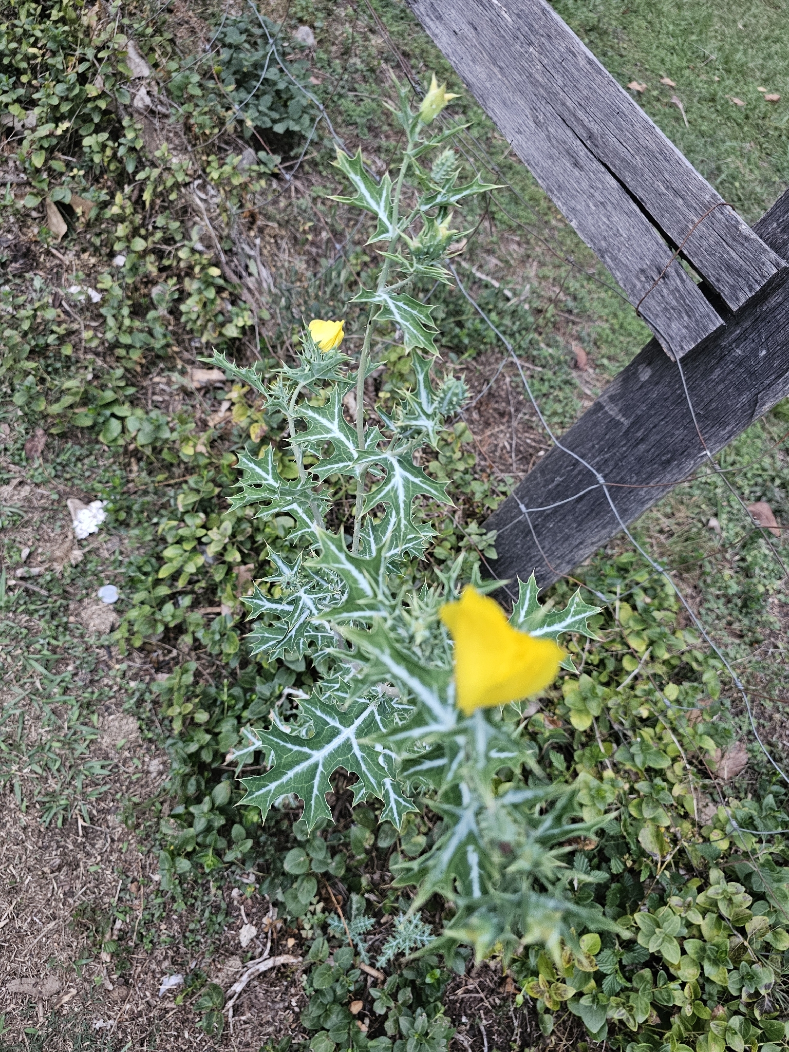 Mexican Pricklypoppy (Argemone mexicana)