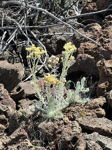 Pseudognaphalium sandwicensium observed 2024-11-23