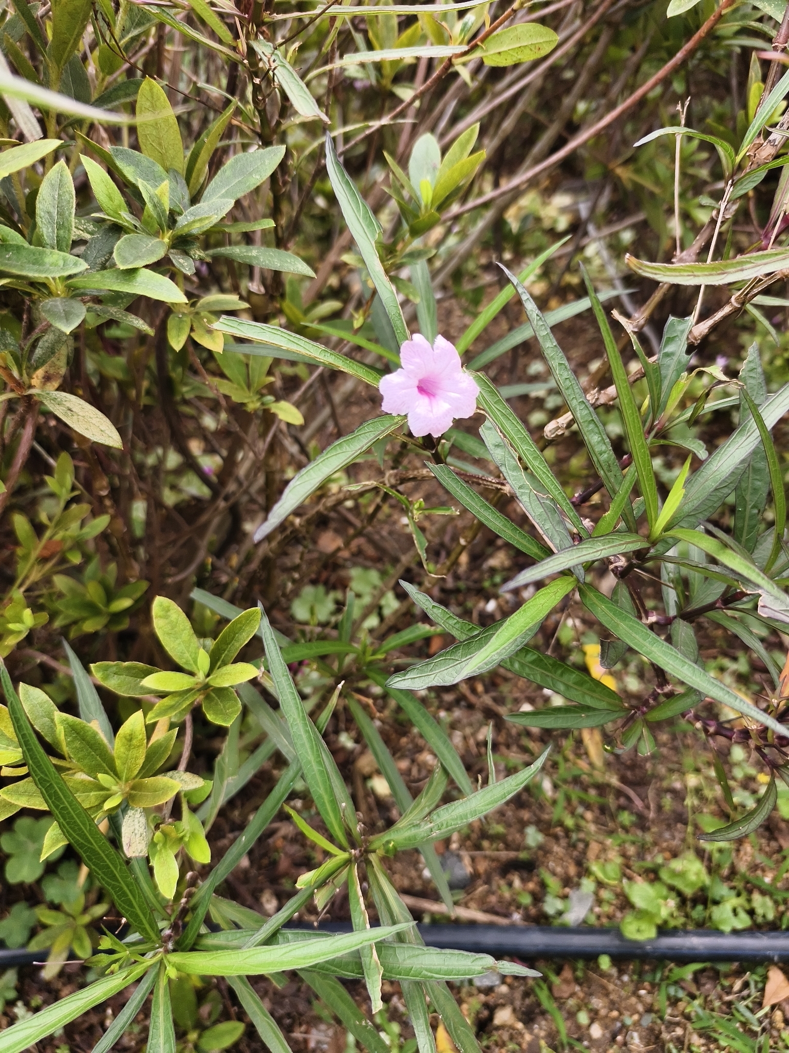 Mexican Ruellia (Ruellia simplex)