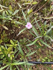 Mexikanische Männertreu (Ruellia simplex)