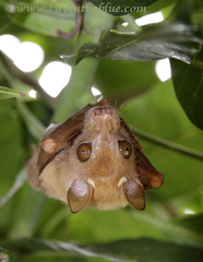 Micropteropus pusillus image